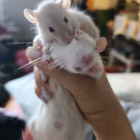 Ratti domestici da compagnia