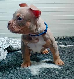 Cucciolo di American Bully pocket