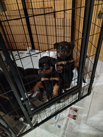 Cuccioli di Rottweiler con pedigree
