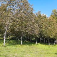 Vendita Piante di Noci in piedi non da Frutto