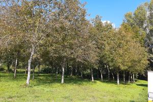 Vendita Piante di Noci in piedi non da Frutto