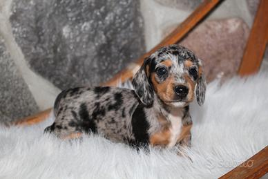 BASSOTTO NANO & BASSOTTI NANI arlecchino cuccioli