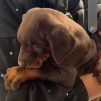 Cuccioli dobermann pedigree e.n.c.i p.u.r.i