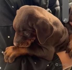 Cuccioli dobermann pedigree e.n.c.i p.u.r.i