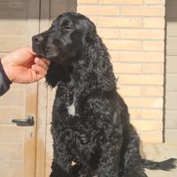 Cocker spaniel inglese nero