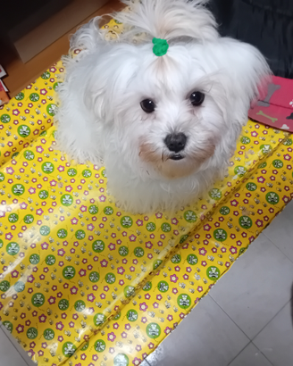 Maltese puro