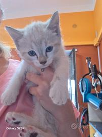 Gatto siamese