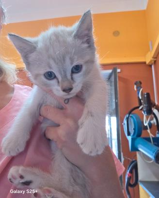 Gatto siamese