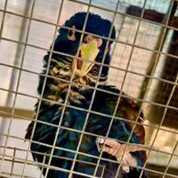 Pionus ali di bronzo (Chalcopterus) maschio ripro