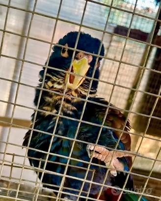 Pionus ali di bronzo (Chalcopterus) maschio ripro