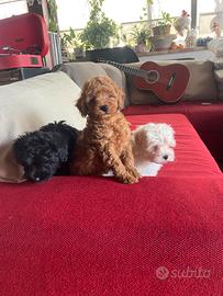 Maltipoo e barboncino