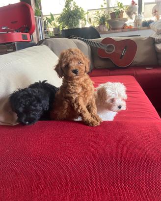 Maltipoo e barboncino