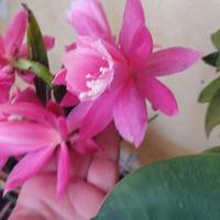 pianta epiphillum rosa