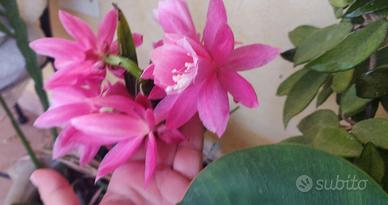 pianta epiphillum rosa
