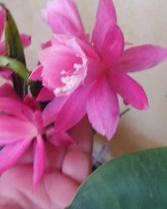 pianta epiphillum rosa