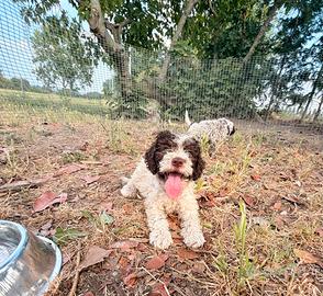 Cucciolo di Lagotto
