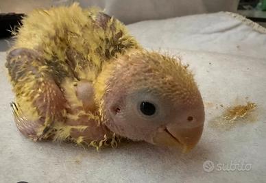 Pappagalli inseparabili