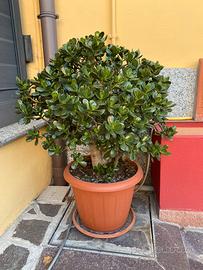 Pianta grassa CRASSULA OVATA – ALBERO DI GIADA