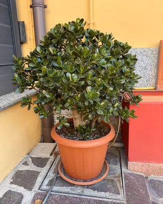 Pianta grassa CRASSULA OVATA – ALBERO DI GIADA