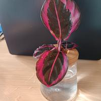 Calathea Geoppertia Roseopicta