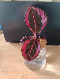 Calathea Geoppertia Roseopicta