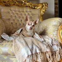 Chihuahua/pinscher Per accoppiamento