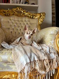 Chihuahua/pinscher Per accoppiamento