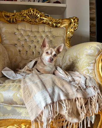 Chihuahua/pinscher Per accoppiamento