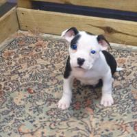 American bully black and tan