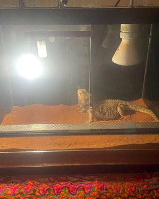 Pogona