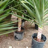 piante giardino yucca