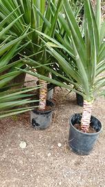 piante giardino yucca