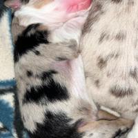 Cuccioli di PASTORE AUSTRALIANO PURISSIMI