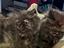 Immagine 5