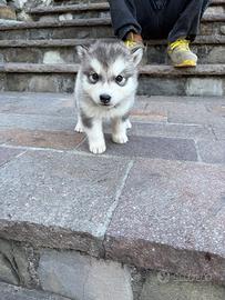 Animali