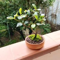 bonsai di ligustro japonica 