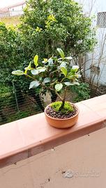 bonsai di ligustro japonica 