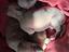 Immagine 1