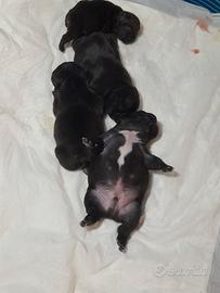 Bulldog francesi