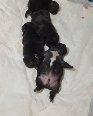Bulldog francesi