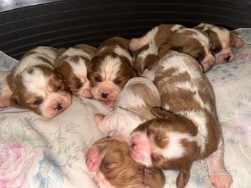 Cuccioli cavalier king