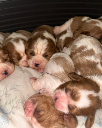 Cuccioli cavalier king