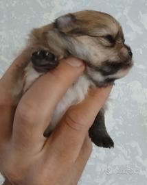 Spitz volpino pomerania