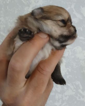Spitz volpino pomerania