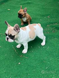 Cucciola bulldog francese, Femmina