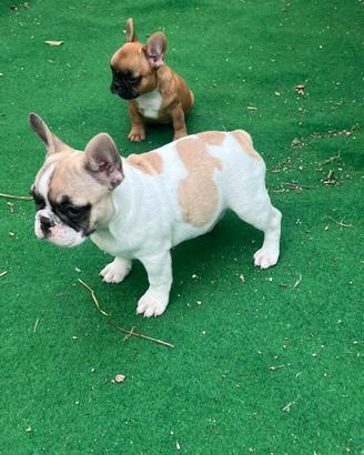 Cucciola bulldog francese, Femmina