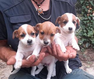 Jack Russell Terrier Broken/Ruvido