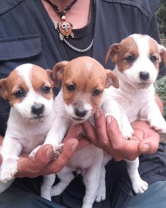 Jack Russell Terrier Broken/Ruvido