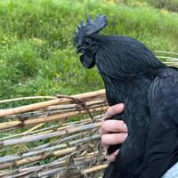 Cemani galline ornamentali u.o.v.a fertili