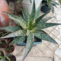 Talee Aloe Maculata
